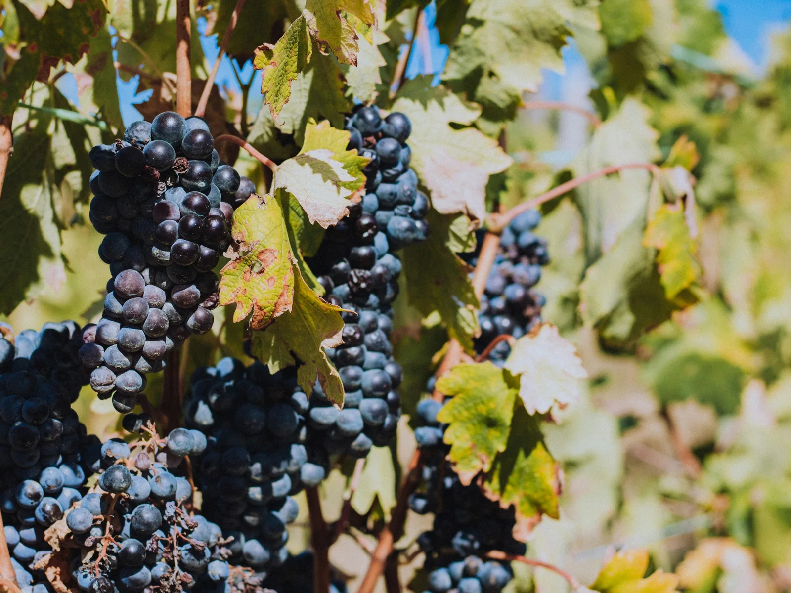 Cachos de uvas tintas maduras na videira, em Alenquer