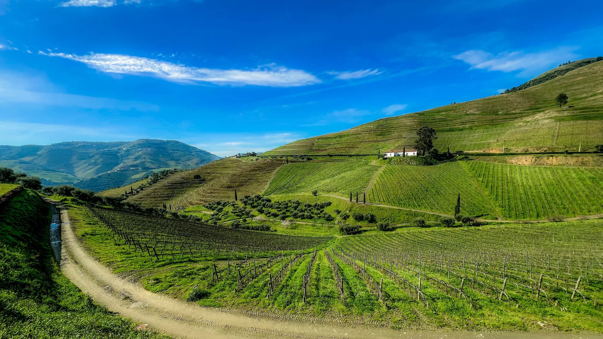 Vinhas nas encostas de Galafura, no vale do Douro, sob um céu azul intenso