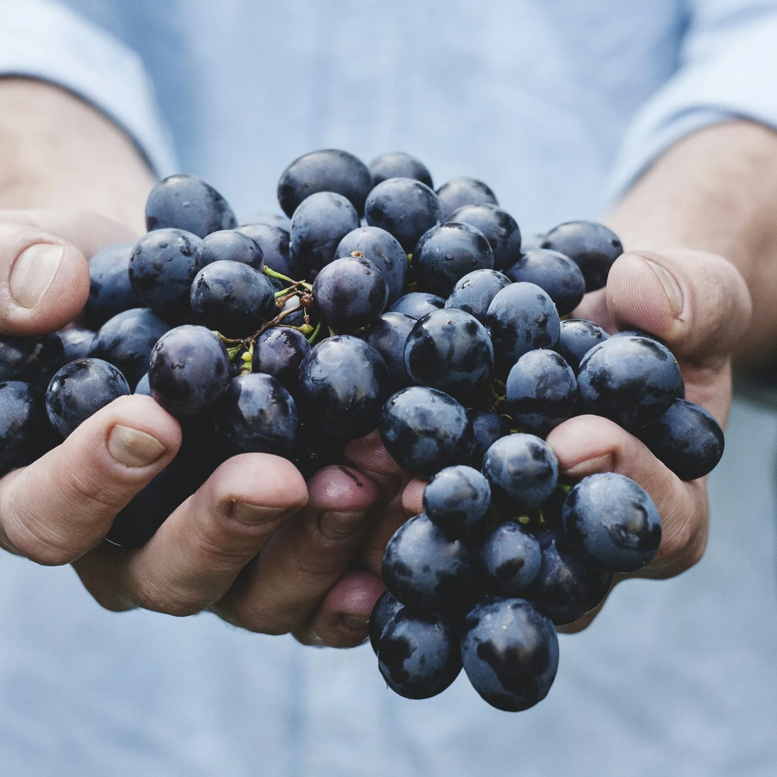 Grande plano de uma pessoa de camisa azul-clara a segurar um cacho de uvas tintas